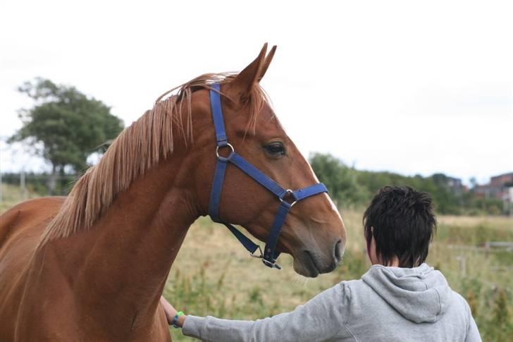 Hannoveraner Werber Welt..  - juni 08 billede 7