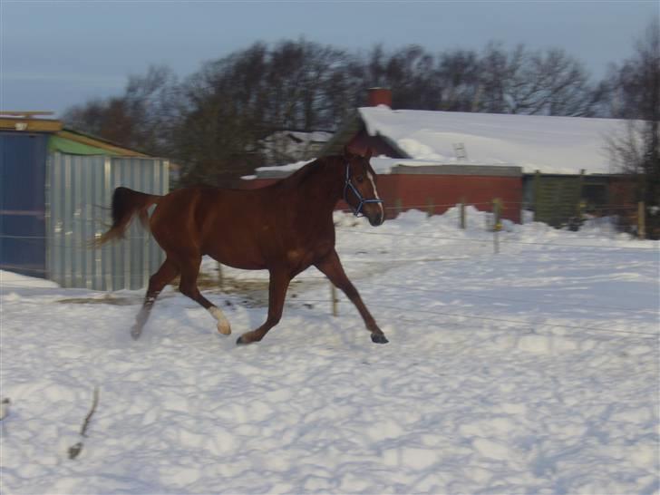 Hannoveraner Werber Welt..  - jan 2010 billede 8