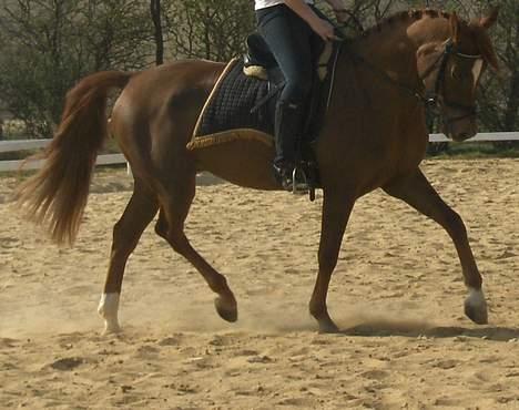Anden særlig race Merza´s Bosalino <3 - Her leger vi han er dressur-hest... :P billede 13