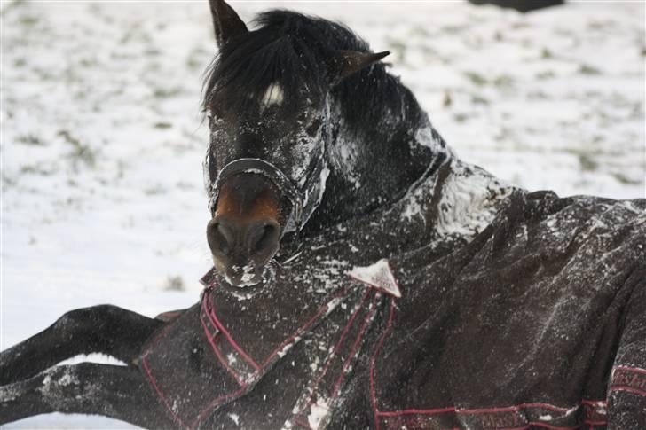 Tysk Sportspony King Louis S [AVLSHINGST] - Jeg elsker dig louis! din Charme! i: billede 2