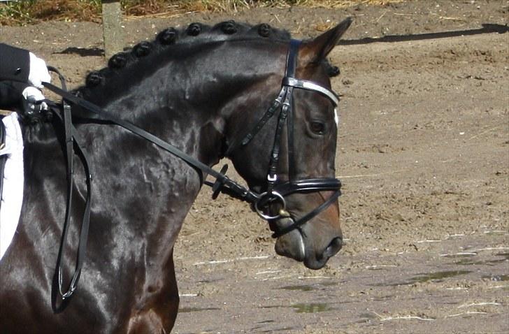 Tysk Sportspony King Louis S [AVLSHINGST] - distrikmesterskaberne for hold 2009 .. 3 plads :-* <3 billede 3