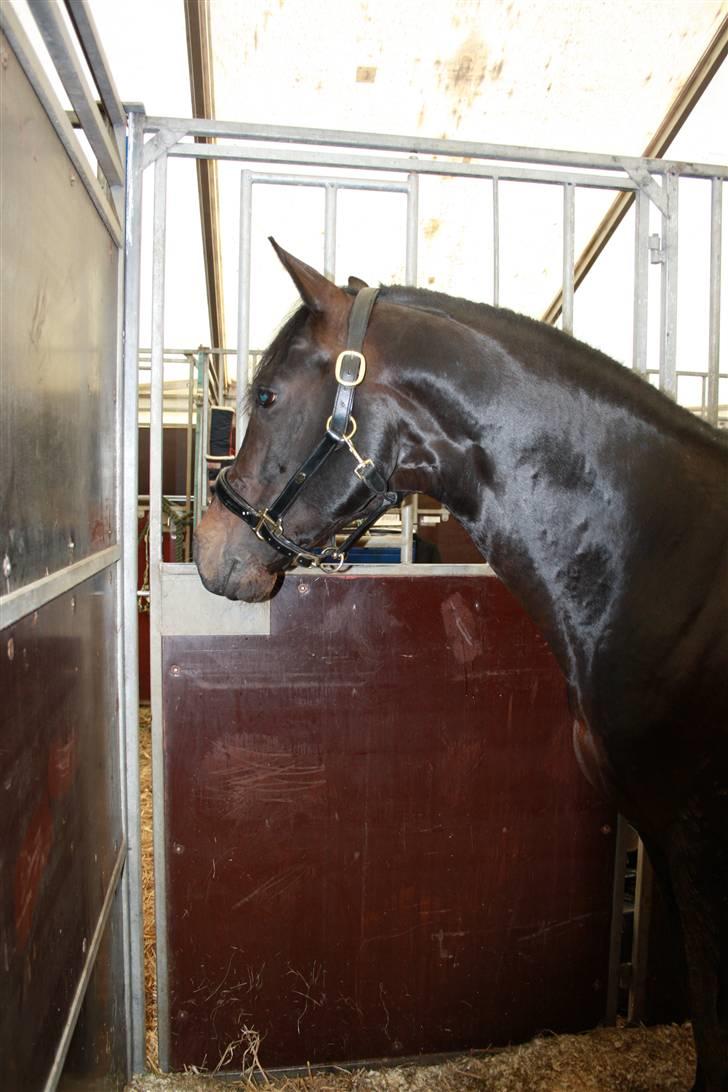 Tysk Sportspony King Louis S [AVLSHINGST] - Louis på morsø09 <3 billede 4