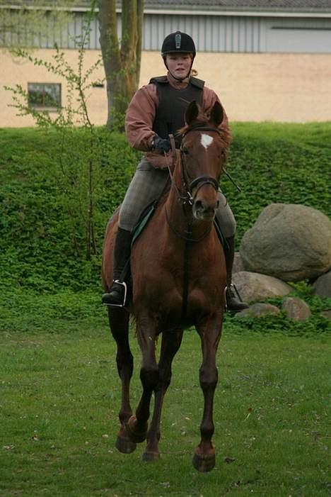 Dansk Varmblod Walou R.I.P. billede 17