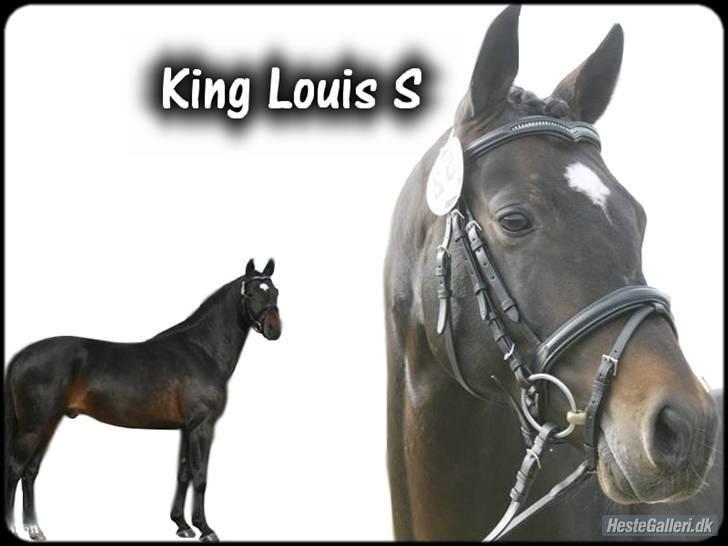 Tysk Sportspony King Louis S [AVLSHINGST] - tak for billedet charlotte! (: billede 8