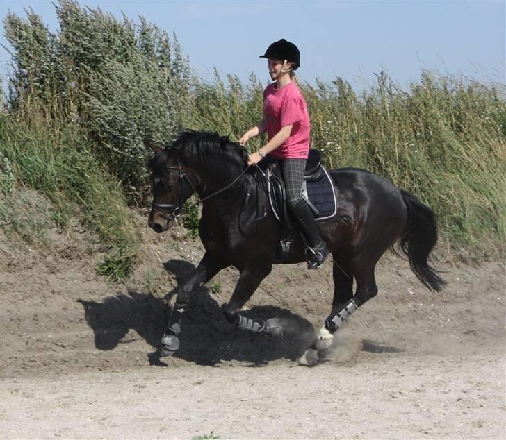 Tysk Sportspony King Louis S [AVLSHINGST] - med sit skærlund-design pandebånd! (: billede 9