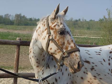 Anden særlig race lille gubban billede 7