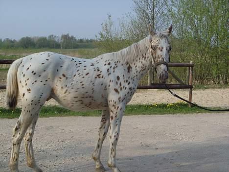 Anden særlig race lille gubban - han er lidt tynd i øjeblikket da han har haft orm, men vægten er på vej op igen efter ormekur billede 8