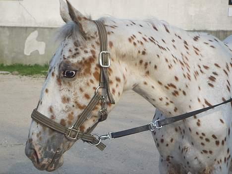 Anden særlig race lille gubban billede 9