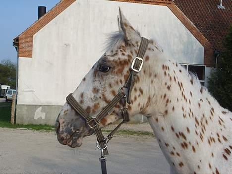 Anden særlig race lille gubban billede 10