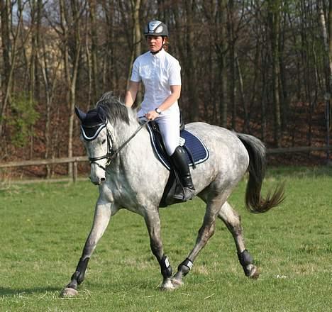 Holstener Coronadi II M - Holte april 2007 billede 15