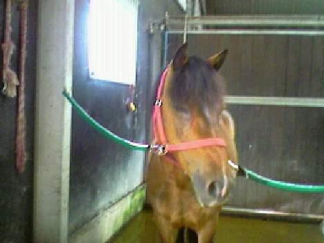 Anden særlig race Lotte R.I.P - lille lotte pige, <3 billede 17