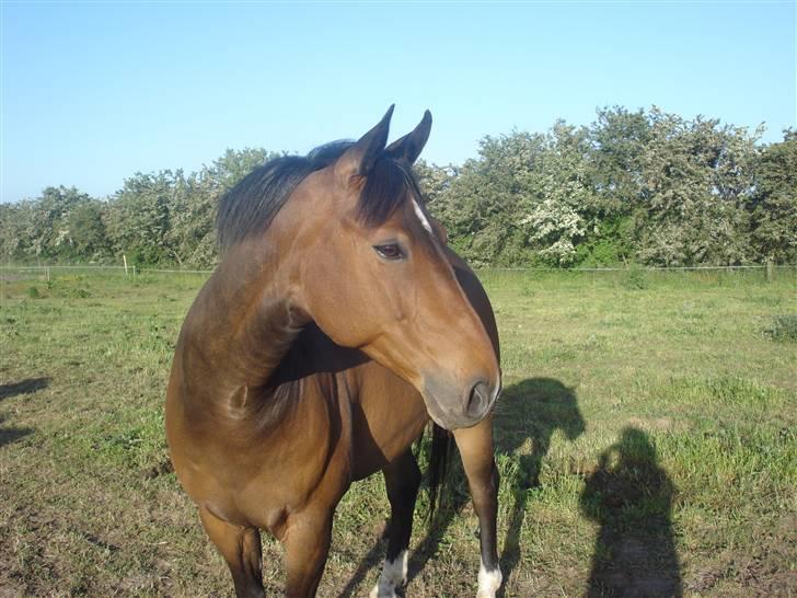 Welsh Cob (sec D) Lonestar "solgt" - Miin Mulle<3 billede 1