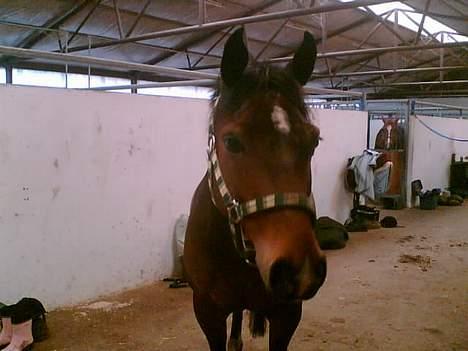 Welsh Cob (sec D) Lonestar "solgt" - er jeg ikk sød?? :D billede 2