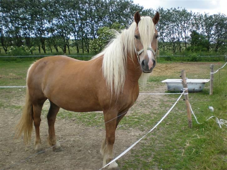 Haflinger sverrigs susi billede 1