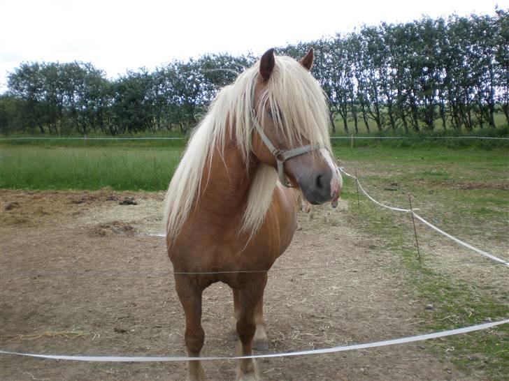 Haflinger sverrigs susi billede 2