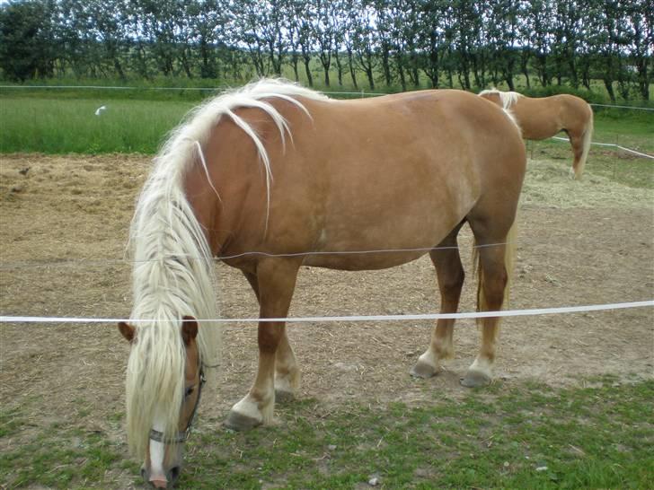 Haflinger sverrigs susi billede 3
