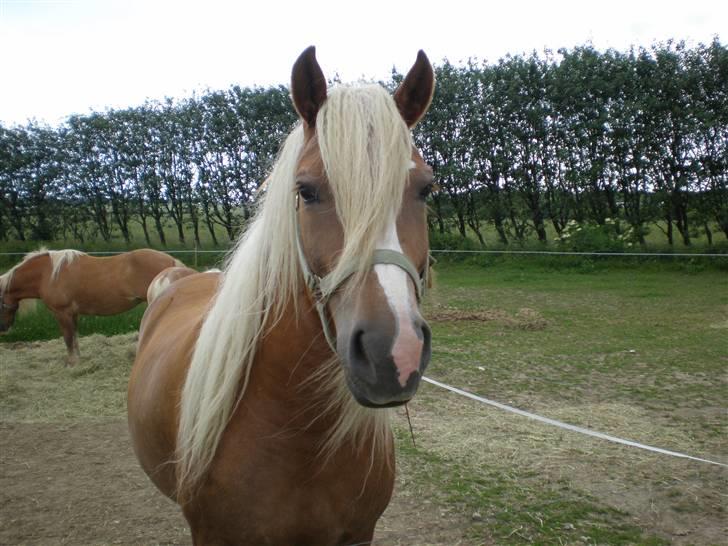 Haflinger sverrigs susi billede 4