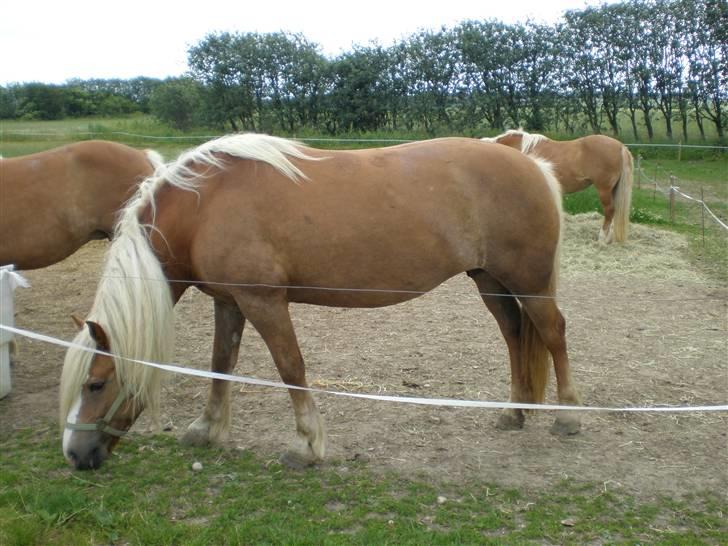Haflinger sverrigs susi billede 5