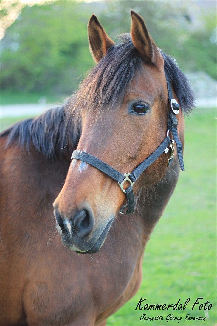 Anden særlig race Sonny - Sonny på Sommerfold 25. april 2011 billede 7