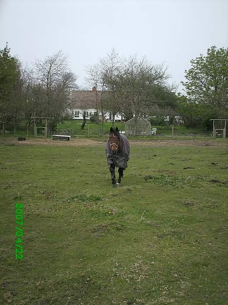 Anden særlig race Sonny - Ude på folden (: . billede 8