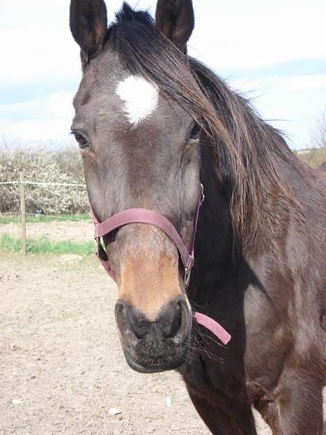 Traver Owens Rødbylund (aflivet) billede 18