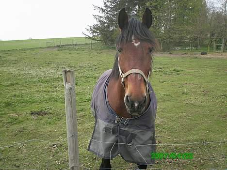 Anden særlig race Sonny - hehe lille Sonny <3 billede 9