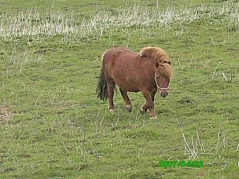 Shetlænder Thor Clausen - På folden(: billede 4