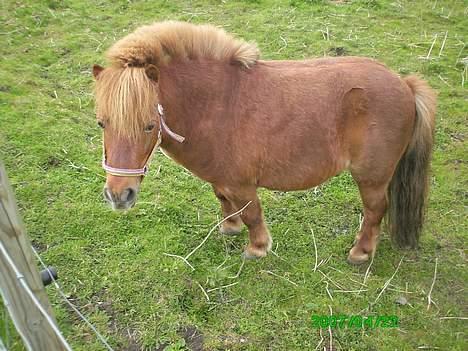 Shetlænder Thor Clausen - Den lille søde tyksak :) billede 5