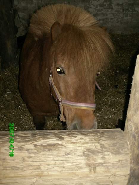 Shetlænder Thor Clausen - Thor<3 billede 6