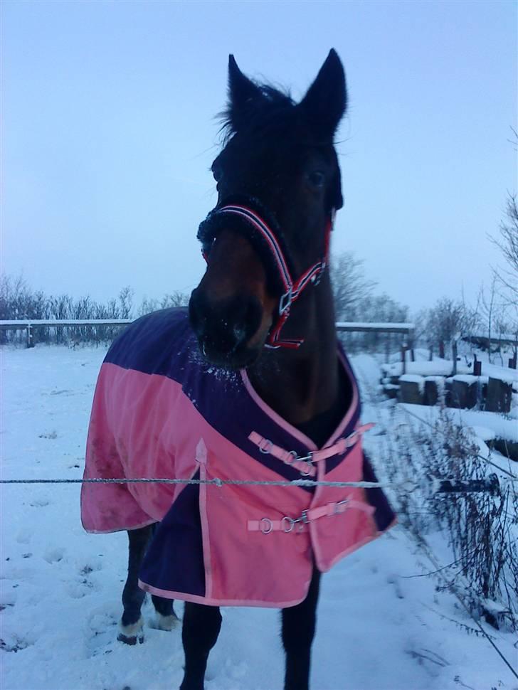 Anden særlig race Mr. Buller :-* R.I.P - Mit nye vintertøj. xD billede 5