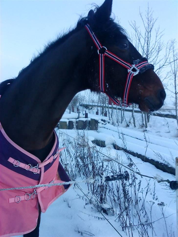 Anden særlig race Mr. Buller :-* R.I.P - Buller. 2010 billede 7