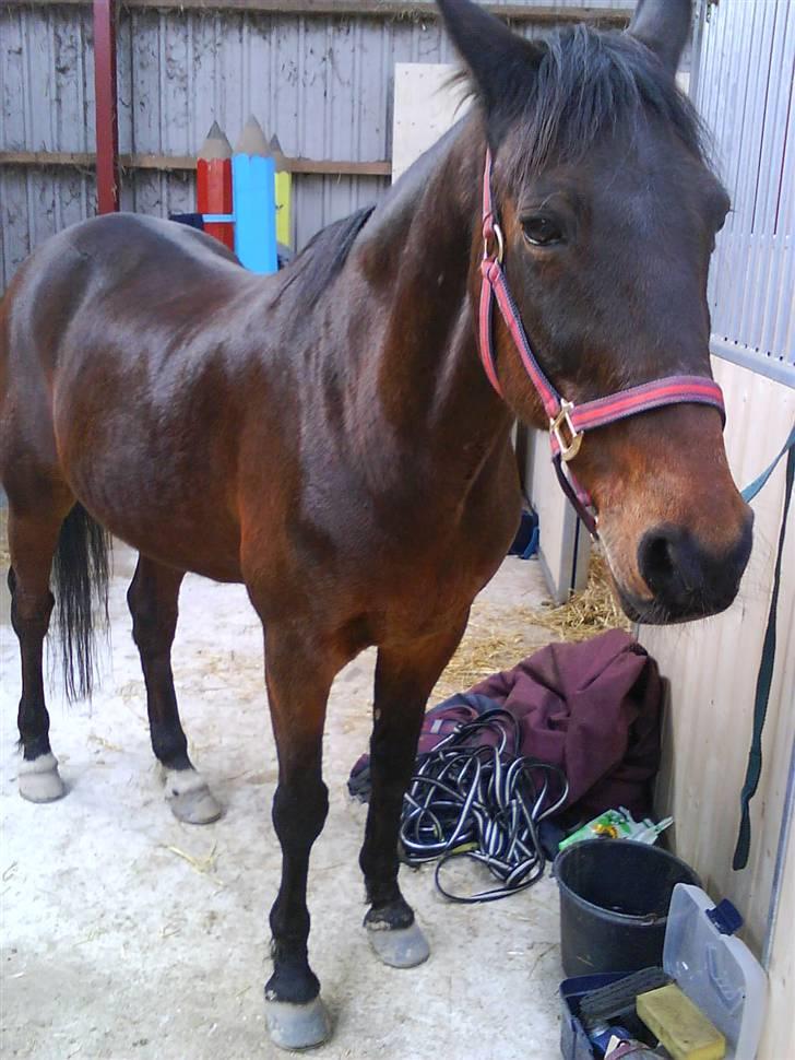 Anden særlig race Mr. Buller :-* R.I.P - foråret , april 09 (:  billede 10