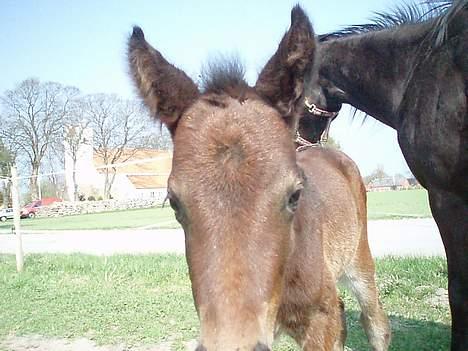 Anden særlig race Korshøjs Cleopatra(R.I.P) - Halløj ;) Cleo på fold 3 dage gammel billede 13