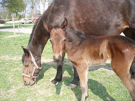 Anden særlig race Korshøjs Cleopatra(R.I.P) - Igen; Tæt op af mor  billede 14