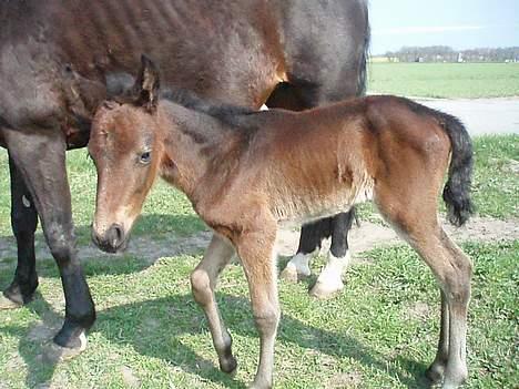 Anden særlig race Korshøjs Cleopatra(R.I.P) - <3 billede 15