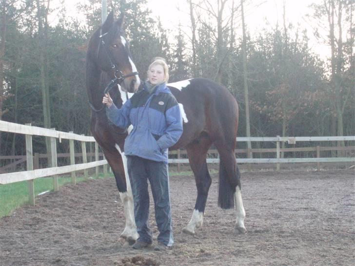 Pinto Korshøjs Wholly Cæsar - Cæsar på Fuglslev d. 30.01 billede 8