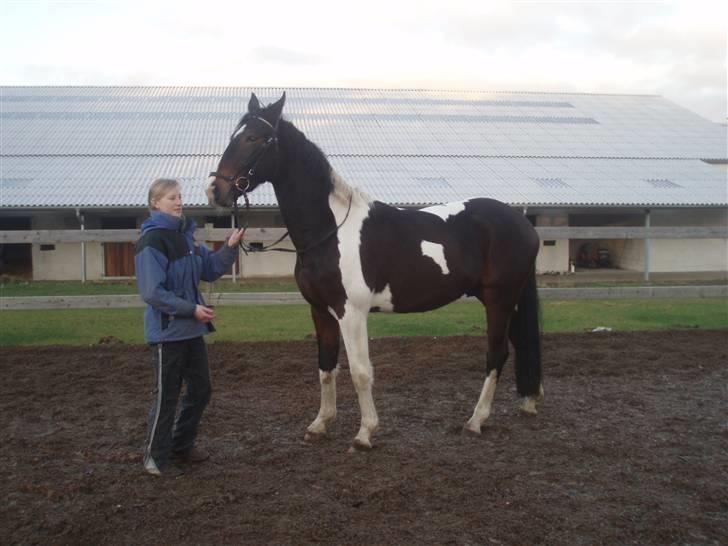 Pinto Korshøjs Wholly Cæsar - Cæsar foran en af Fuglslevs stalde billede 9