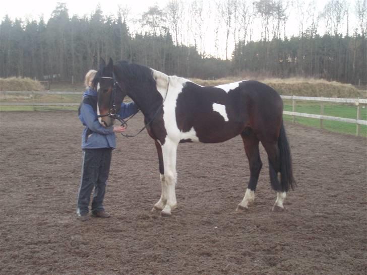 Pinto Korshøjs Wholly Cæsar - Fuglslev billede 10
