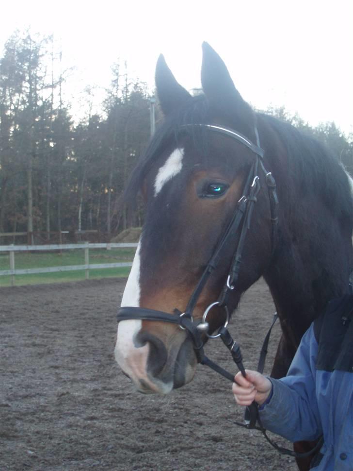 Pinto Korshøjs Wholly Cæsar - Hans smukke hoved <3 billede 11