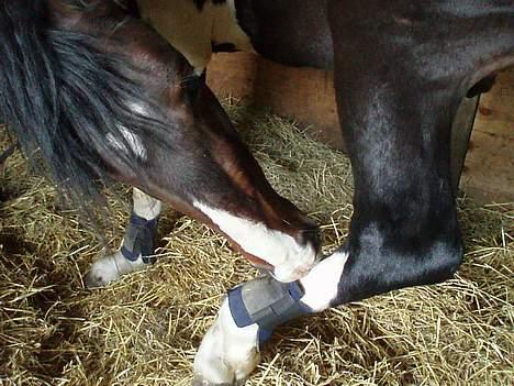 Pinto Korshøjs Wholly Cæsar - "Det klør altså lige der !" Cæsar d. 25 april billede 12