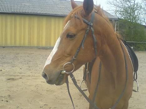 Traver Charmeur ***R.I.P*** - nye billeder fra den 22- april gælder hele rækken ned billede 6