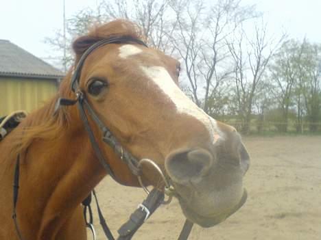 Traver Charmeur ***R.I.P*** billede 7