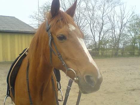 Traver Charmeur ***R.I.P*** billede 8