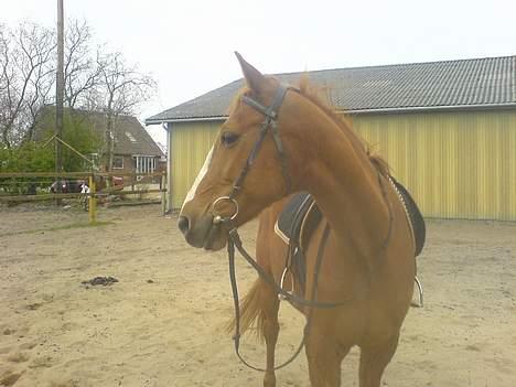 Traver Charmeur ***R.I.P*** billede 9