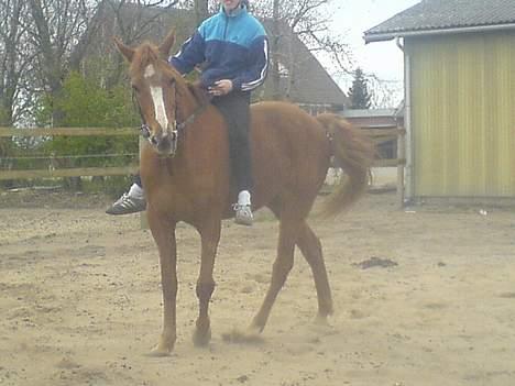 Traver Charmeur ***R.I.P*** billede 11