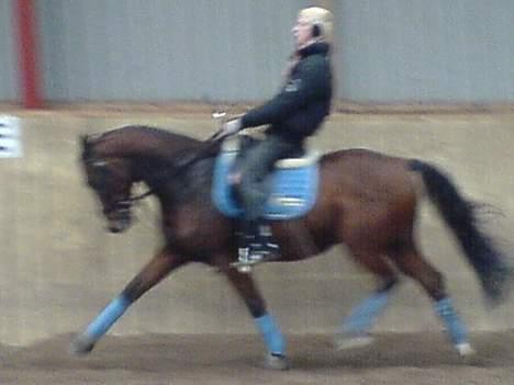 Dansk Varmblod Birkely's Orion *DØD* billede 8