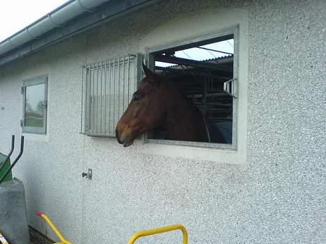 Dansk Varmblod Birkely's Orion *DØD* billede 9