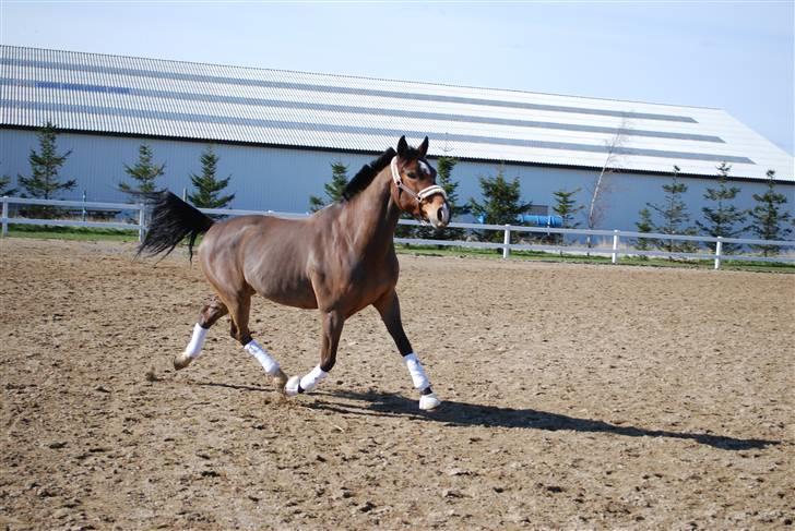 Dansk Varmblod Birkely's Orion *DØD* billede 10