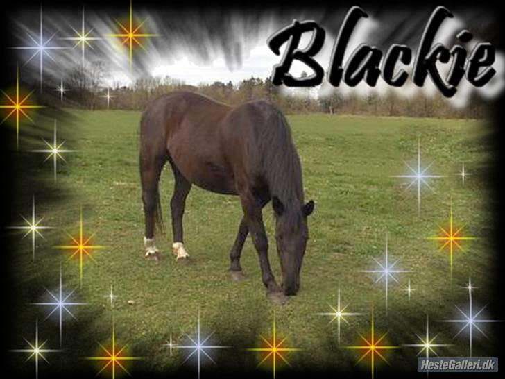 Oldenborg Blackie - Blackie på marken hos mine forældre billede 1