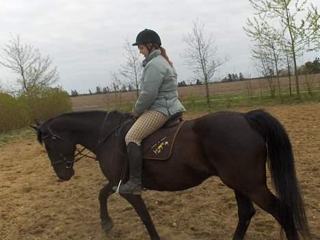 Oldenborg Blackie billede 4